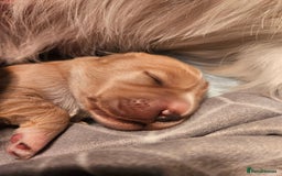 Mixed Breed dogs for sale: Adorable Cavapoo Puppies 🐶  - Image 5