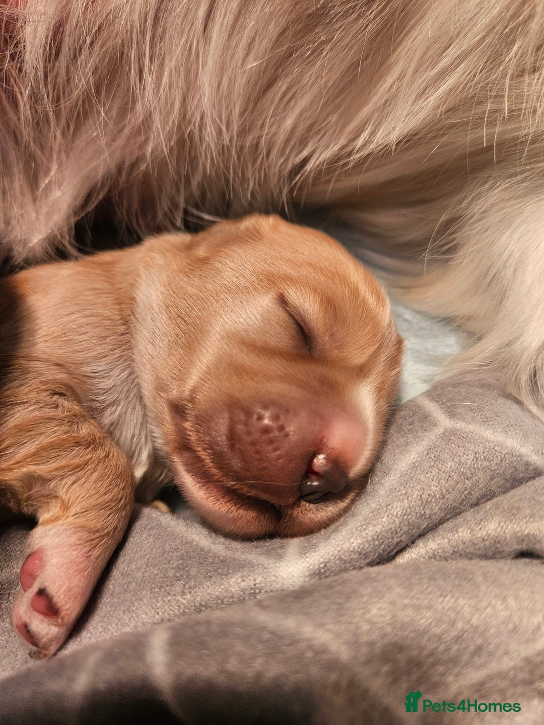 Mixed Breed dogs for sale: Adorable Cavapoo Puppies 🐶  - Image 5