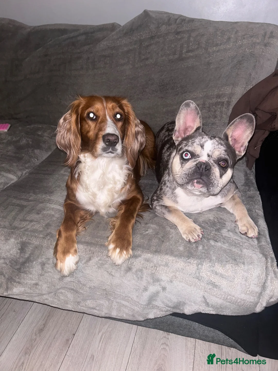Cocker Spaniel dogs for sale: Beautiful Cocker Spaniel Puppies Raised with Famil - Advert 1