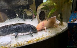 Axolotl reptiles for sale: Pair of axolotl  - Image 4