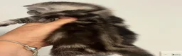 Maine Coon cats for sale: Maine coon kittens  - Advert 11