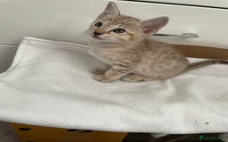 Tonkinese cats for sale: GCCF Registered Tonkinese Kittens - Image 11
