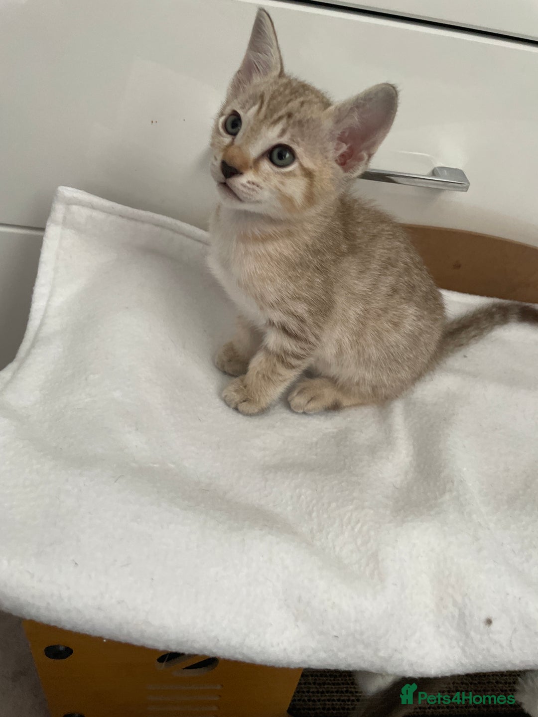 Tonkinese cats for sale: GCCF Registered Tonkinese Kittens - Image 11
