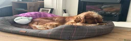 Cocker Spaniel dogs for sale: Zuko , 10 months old  in Stoke-on-Trent - Advert 2