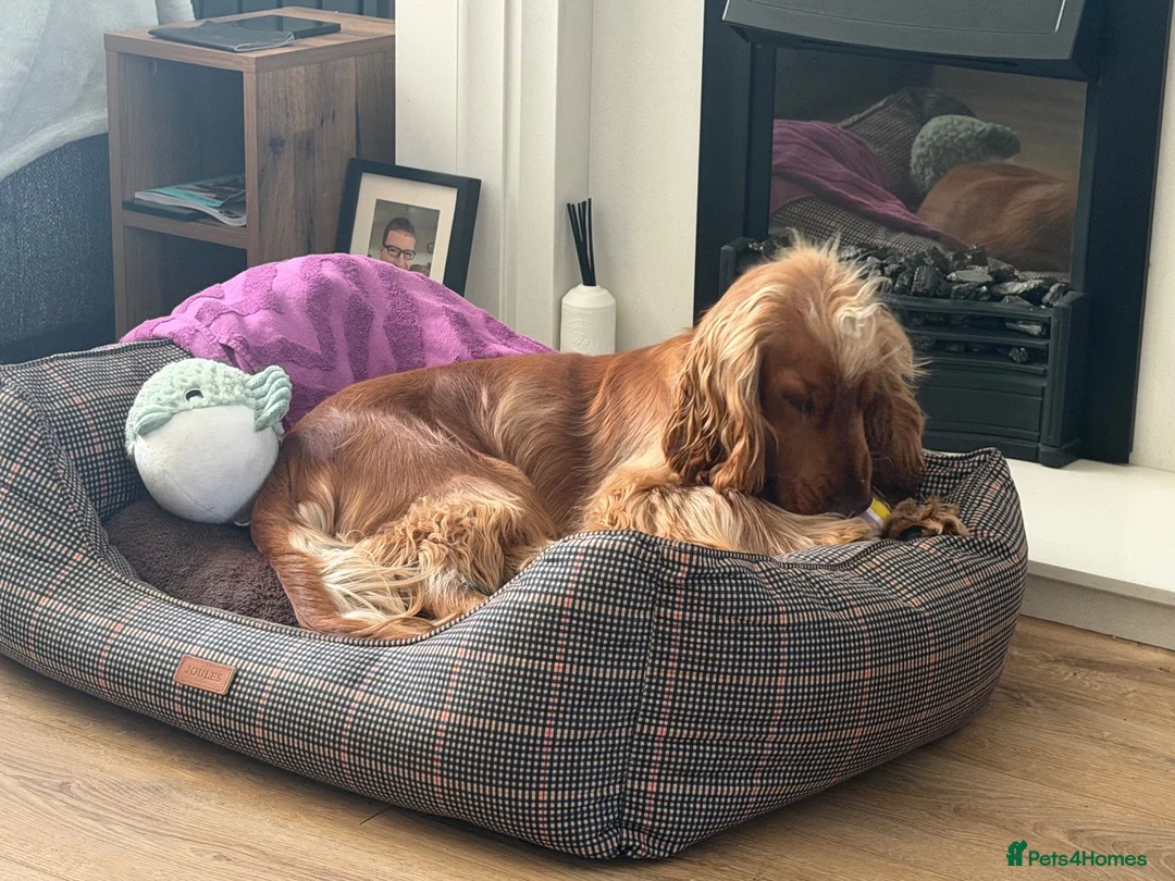 Cocker Spaniel dogs for sale: Zuko , 10 months old  in Stoke-on-Trent - Advert 2