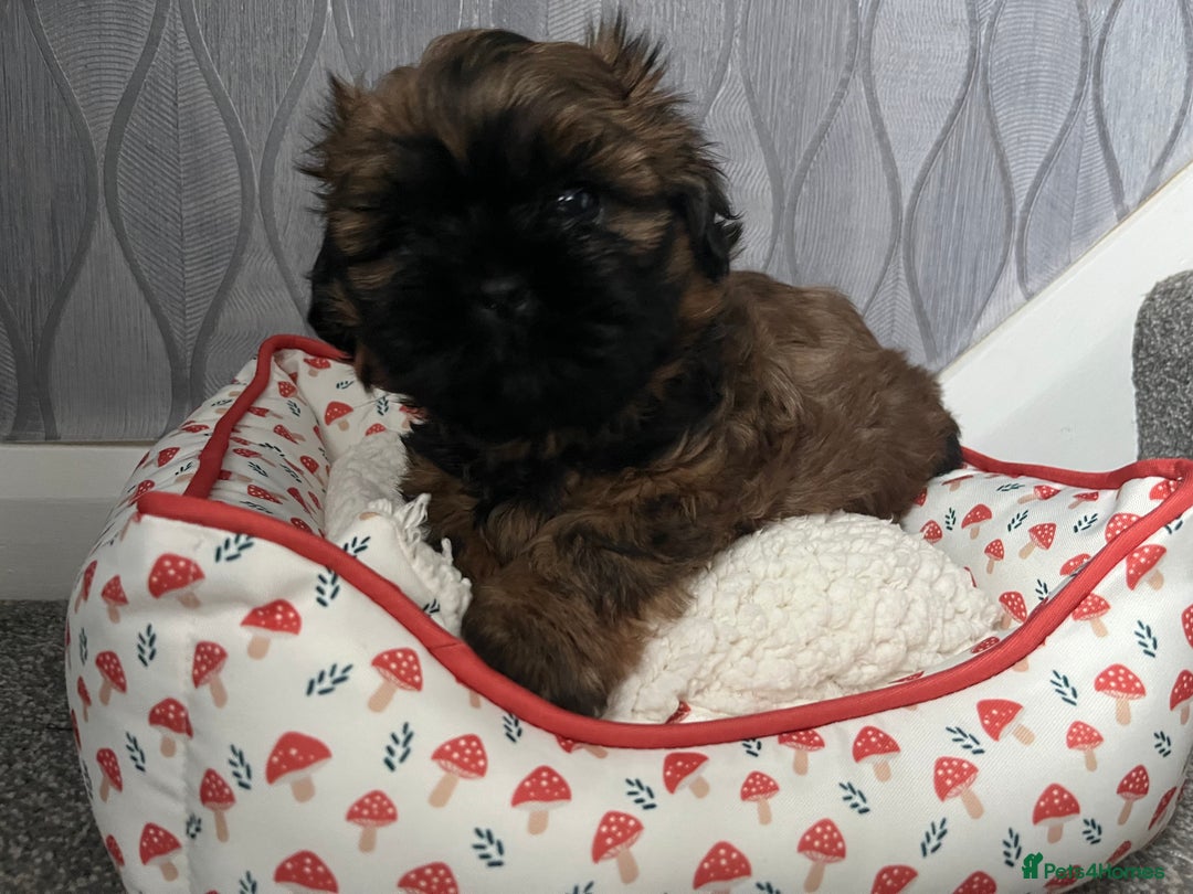 Shih Tzu dogs for sale: Shih Tzu Pups  - Image 6