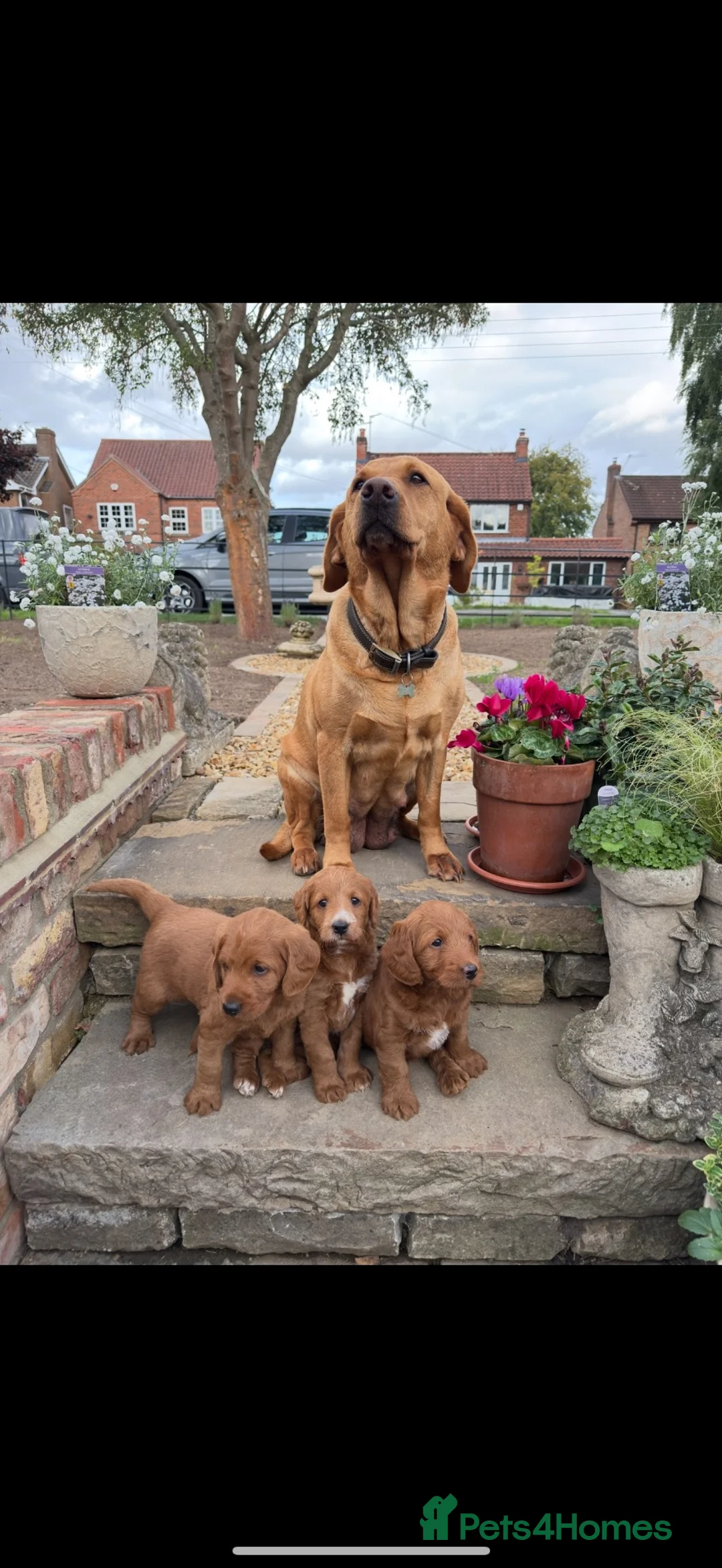 Labradoodle dogs for sale: Exceptional, traditional F1 Labradoodles - Advert 2