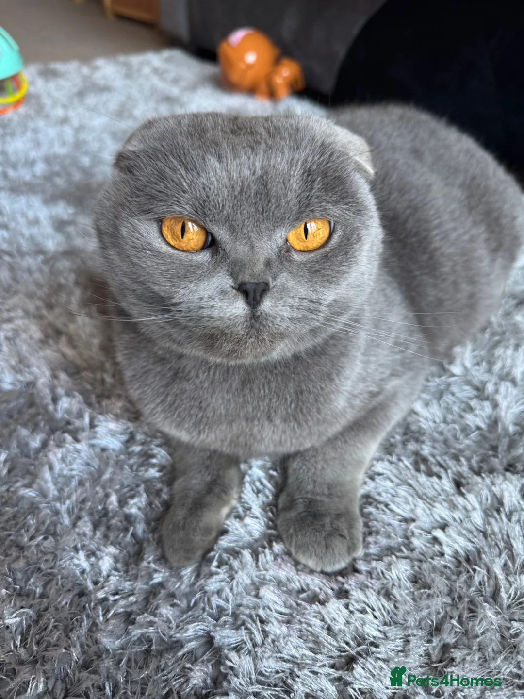 Scottish Fold cats for sale: Scotish fold  - Advert 1