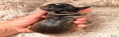 Cocker Spaniel 4