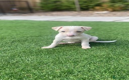 Italian Greyhound dogs for sale: Italian greyhound puppies - Image 21
