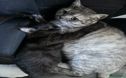 Maine Coon cats for sale: Beautiful cats looking for forever homes - Image 8