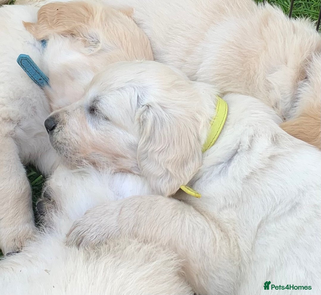 Golden Retriever dogs for sale: 1 BOY LEFT! Beautiful KC Golden Retriever Puppies! in Llanfyrnach - Image 23