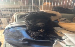 Chinese Crested dogs for sale: Chinese Crested pups- Powder Puff and Hairless - Image 9
