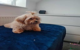 Maltipoo dogs for sale: Maltipoo puppys looking for loving home - Image 6