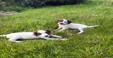English Springer Spaniel dogs - Advert 11