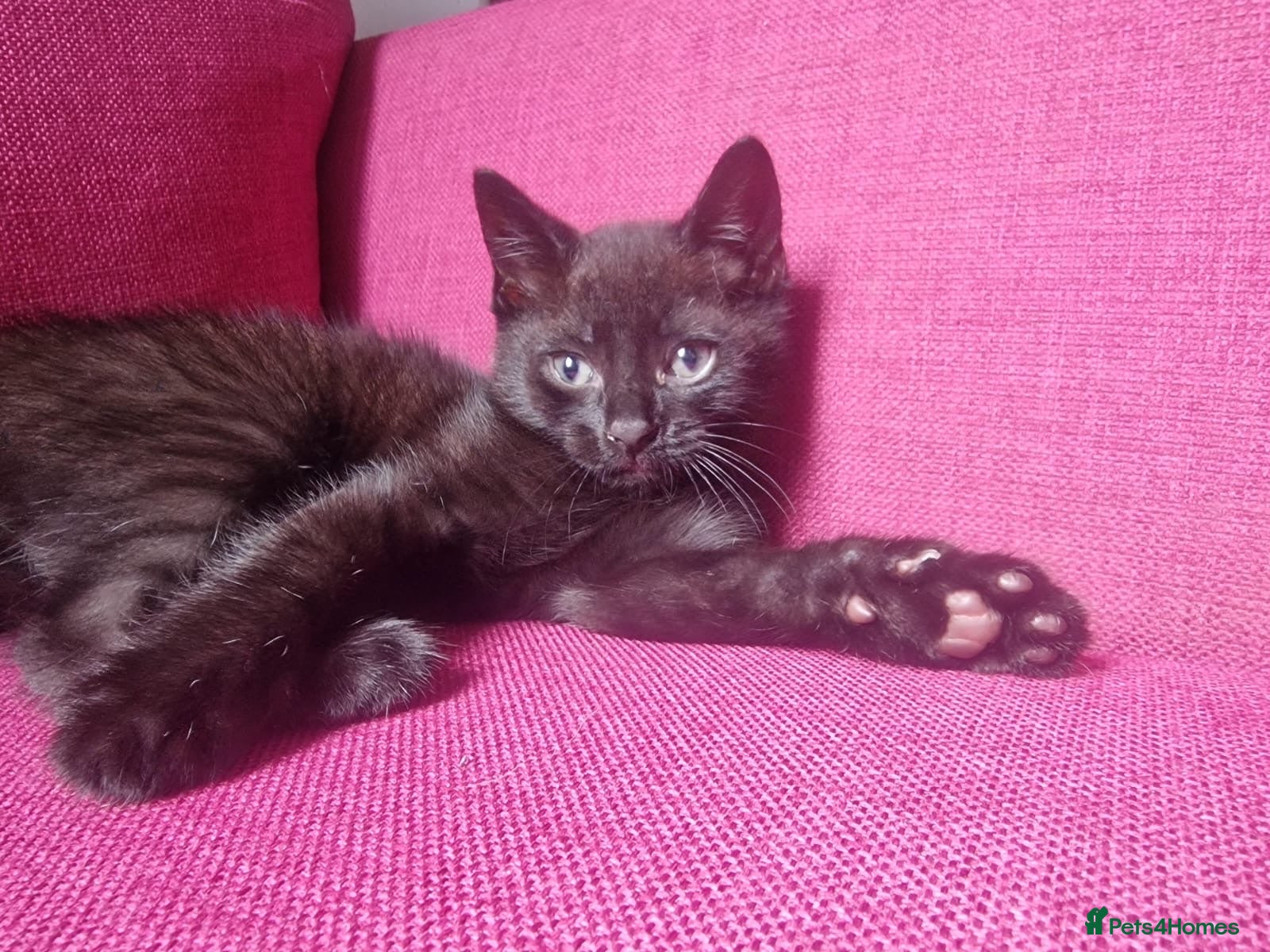 Mixed Breed cats Beautiful mixed breed kitten last boy remaining  - Advert 6