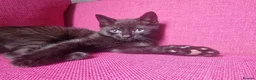 Mixed Breed cats for sale: Beautiful mixed breed kitten last boy remaining  - Advert 1