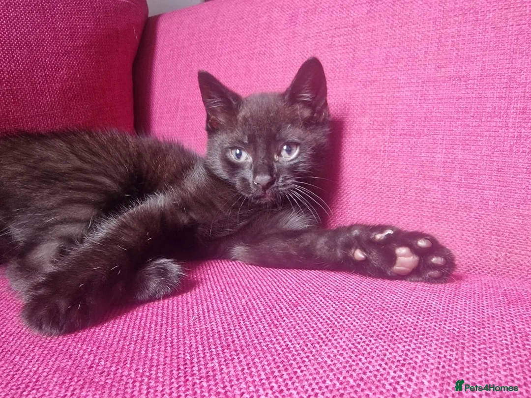 Mixed Breed cats for sale: Beautiful mixed breed kitten last boy remaining  - Advert 1