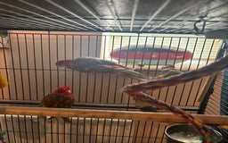 Cockatiels birds for sale: Eight birds for sale and 3 large cages £810 - Image 10