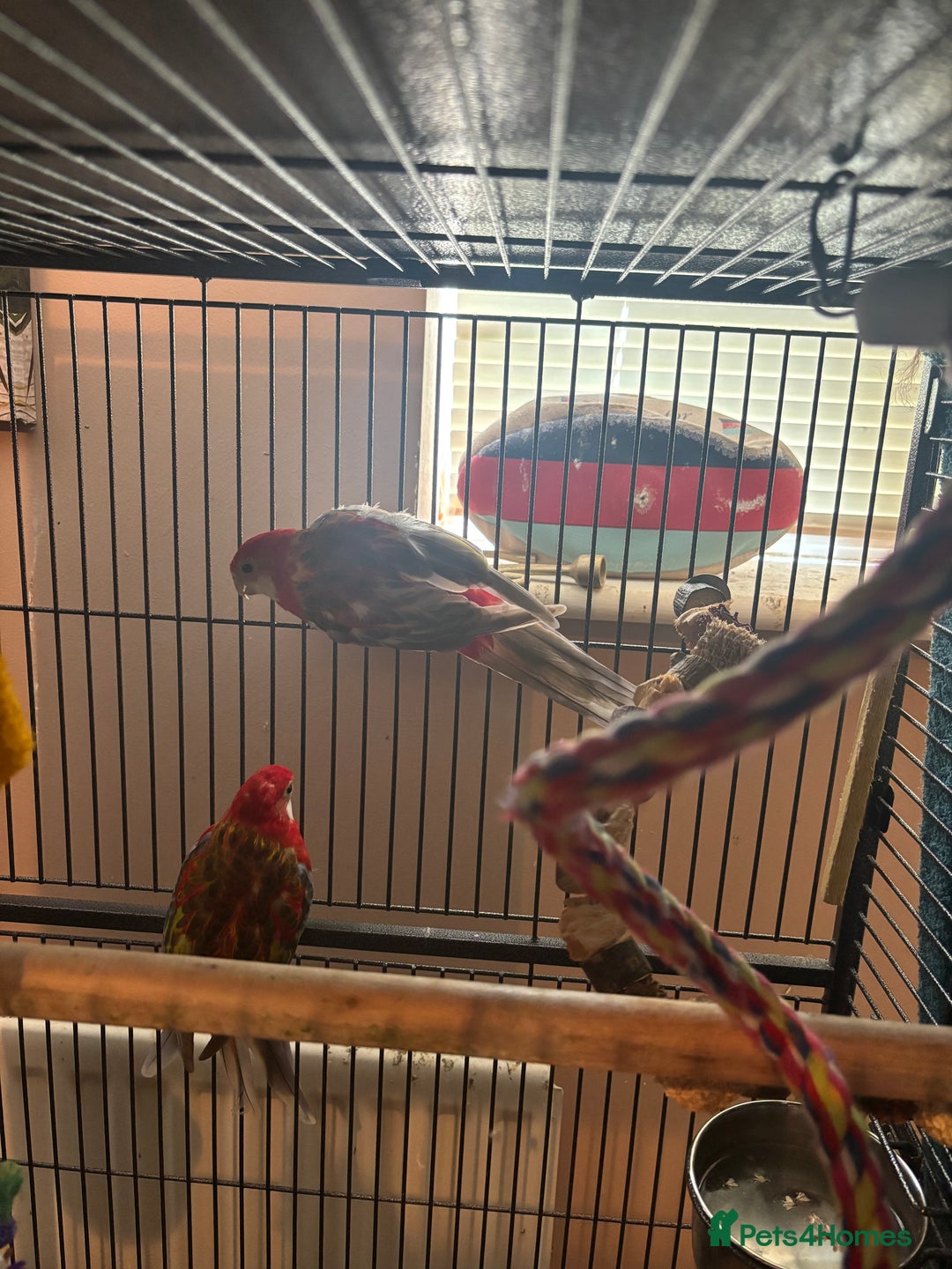 Cockatiels birds for sale: Eight birds for sale and 3 large cages £810 - Image 10