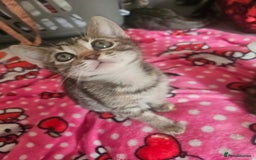 Mixed Breed cats for sale: Bengal cross kittens. 4 left!!! - Image 11