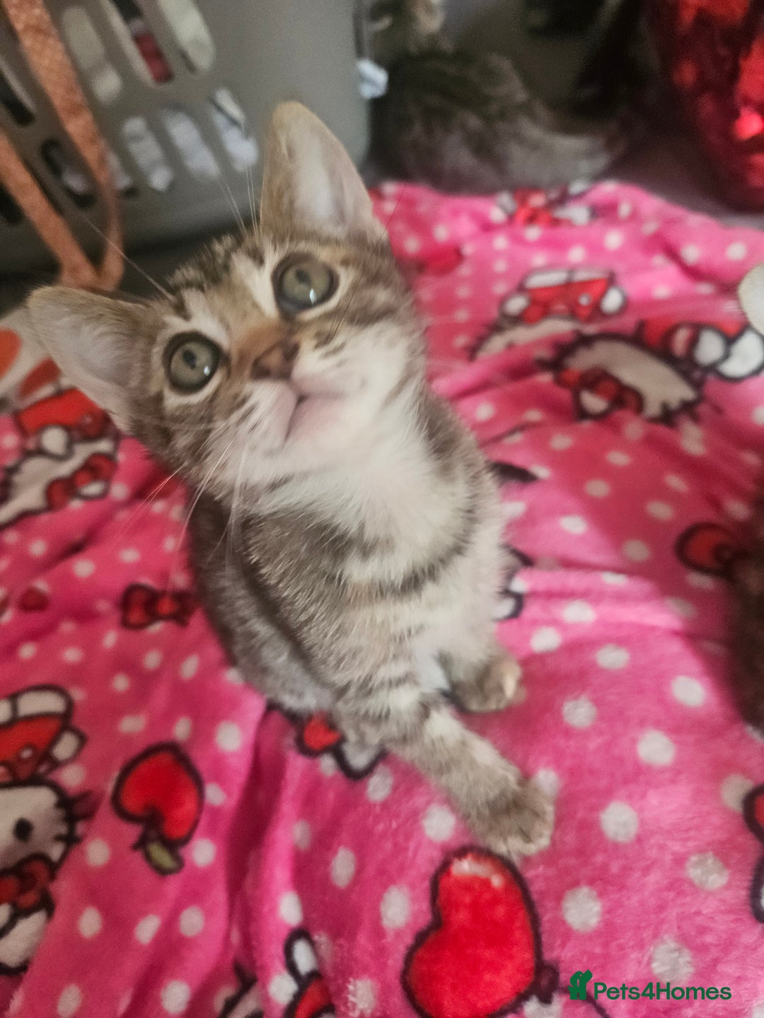 Mixed Breed cats for sale: Bengal cross kittens. 4 left!!! - Image 11