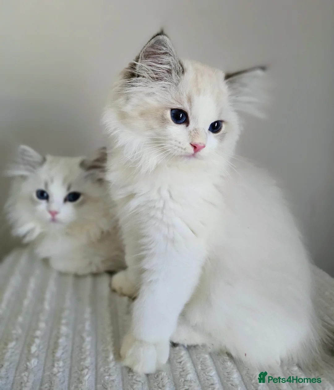 Ragdoll cats for sale: Stunning Pedigree Ragdoll Kittens  - Advert 2