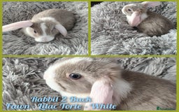Mini Lop rabbits for sale: Beautiful Mini Lop Babies - 6 to choose from  - Image 7