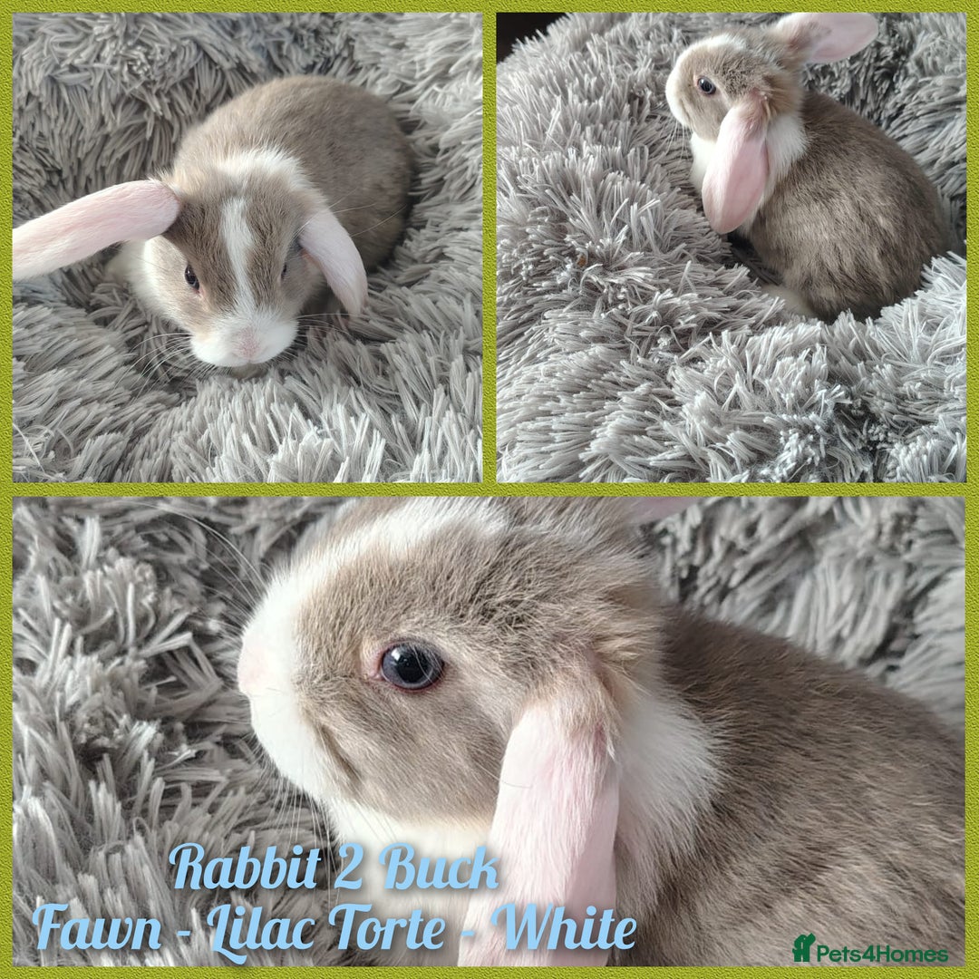 Mini Lop rabbits for sale: Beautiful Mini Lop Babies - 6 to choose from  - Image 7