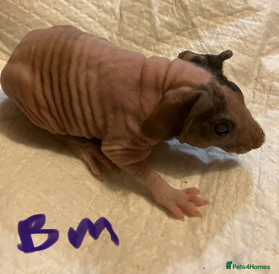 Guinea Pig rodents for sale: Well handled skinny pigs.  - Advert 7