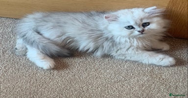 Persian cats - Advert 7