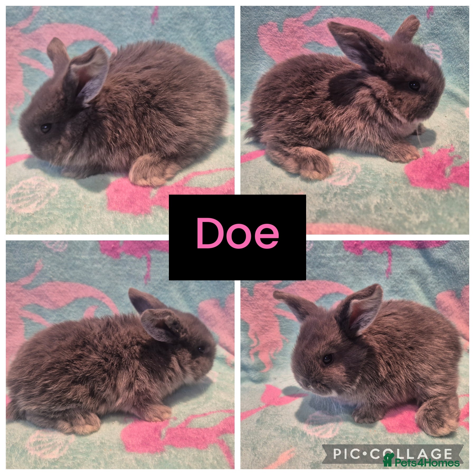 Mini Lop rabbits 3 stunning mini lops ready to leave 2nd March - Advert 1