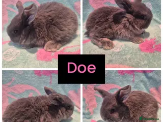 Mini Lop rabbits 3 stunning mini lops ready to leave 2nd March - Advert 1