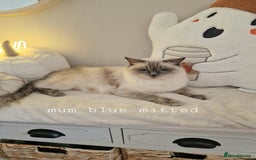 Ragdoll cats for sale: Mink ragdoll babies  - Image 14