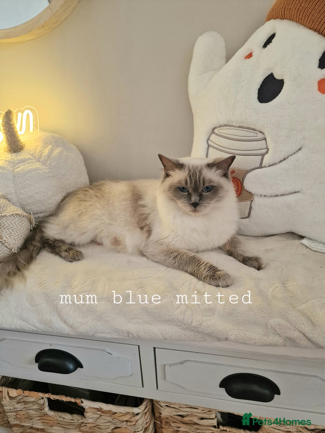 Ragdoll cats for sale: Mink ragdoll babies  - Image 14