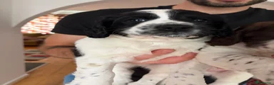 Sprocker 1