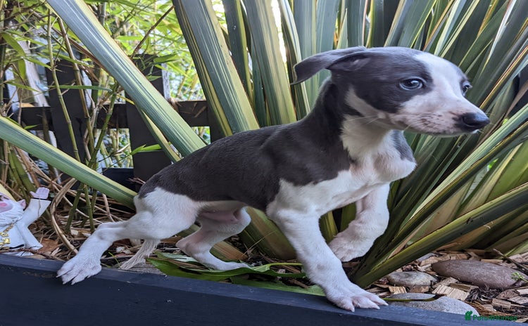 Whippet dogs - Advert 1