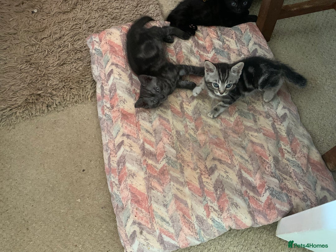 Burmese cats for sale: Burmese x British shorthair kittens  - Image 13
