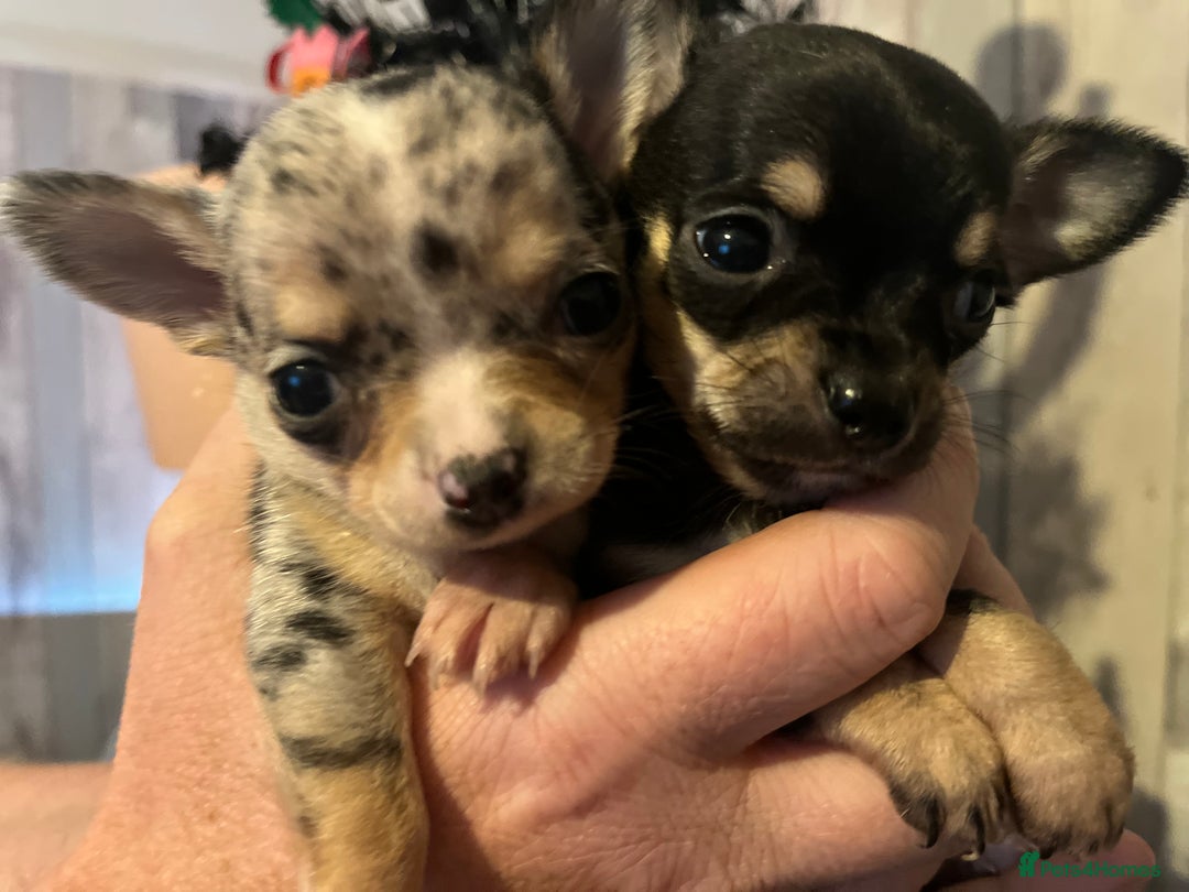Chihuahua dogs for sale: Chihuahua puppys - Advert 7