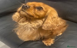 Cavalier King Charles Spaniel dogs for sale: Beautiful ruby Cavalier boy ❤️Heart & Eye tested - Image 2