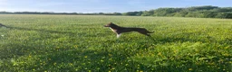 Border Collie dogs for stud: OPEN TRIAL WINNER - Health tested and registered - Advert 5