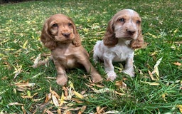 Cocker Spaniel dogs for sale: TRUE SHOWTYPE COCKERSSPANIELS HEALTHTESTED PARENTS - Image 5