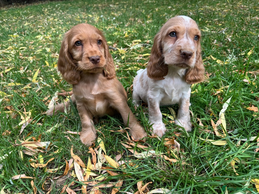 Cocker Spaniel dogs for sale: TRUE SHOWTYPE COCKERSSPANIELS HEALTHTESTED PARENTS - Image 5