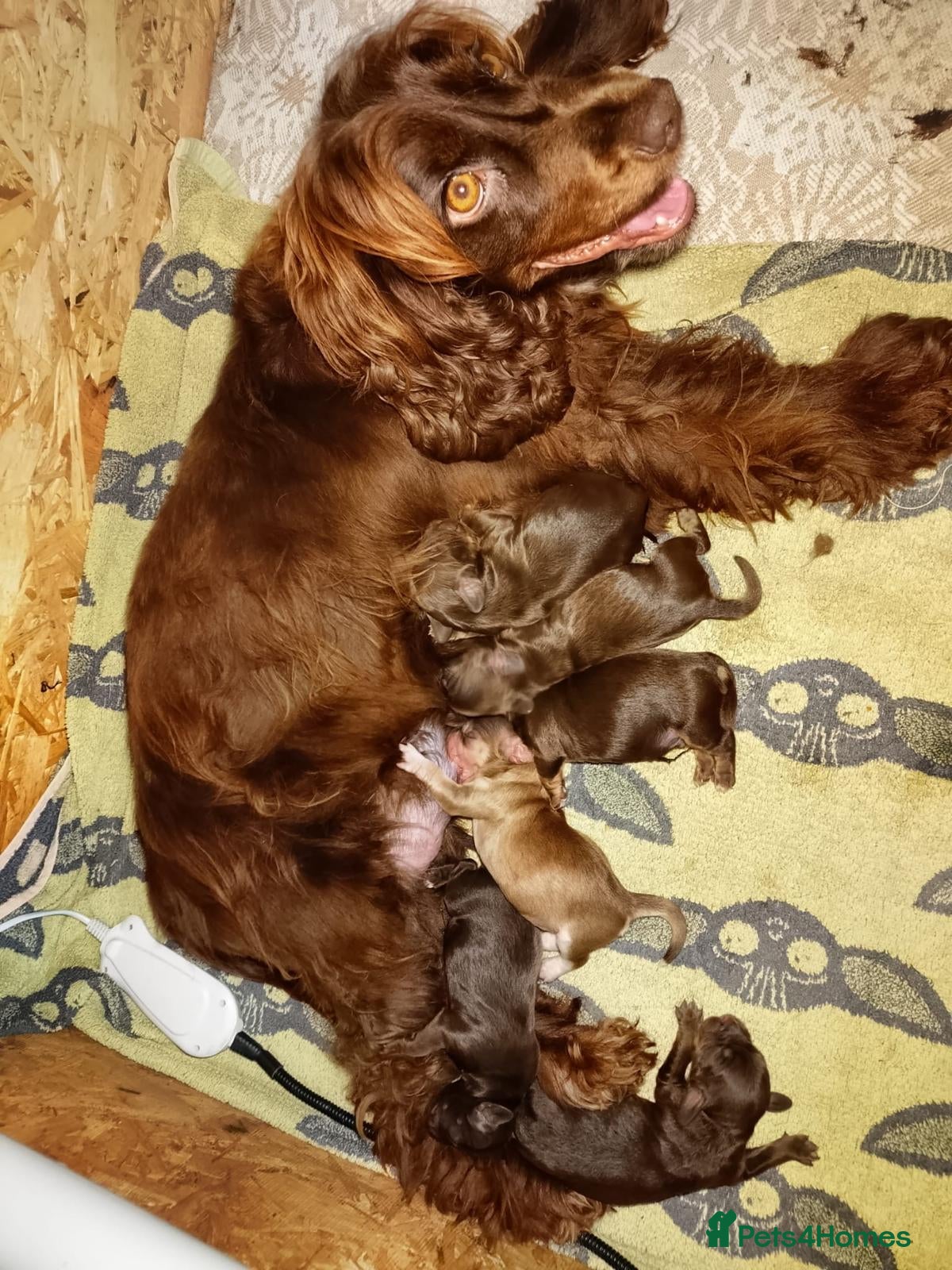 Cockapoo dogs Cockapoo puppies  - Advert 1