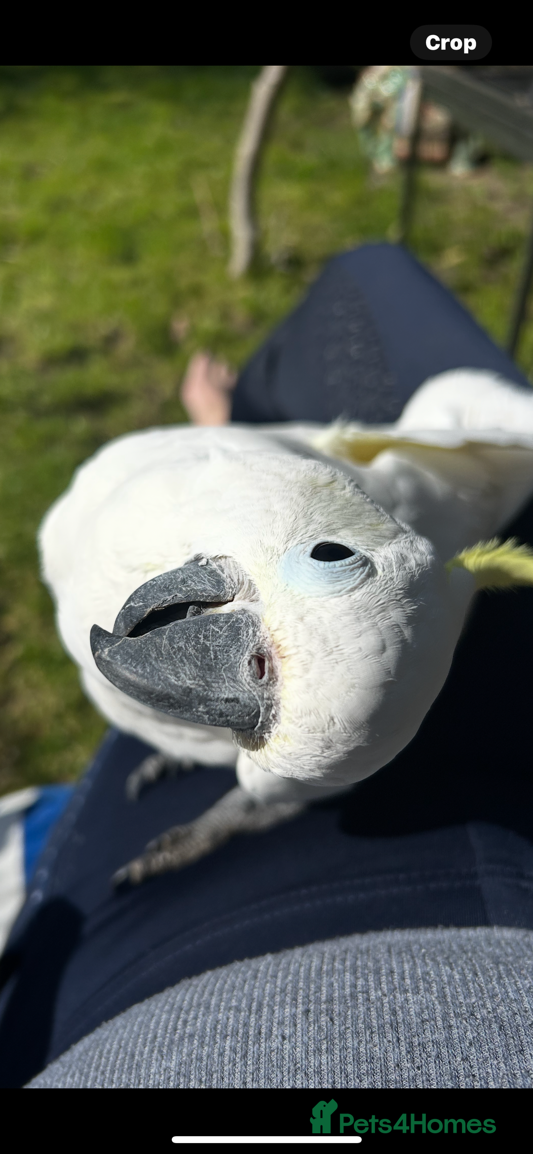 Cockatoo birds for sale: Wonderful Recco the cockatoo aged 6 yrs  - Image 6