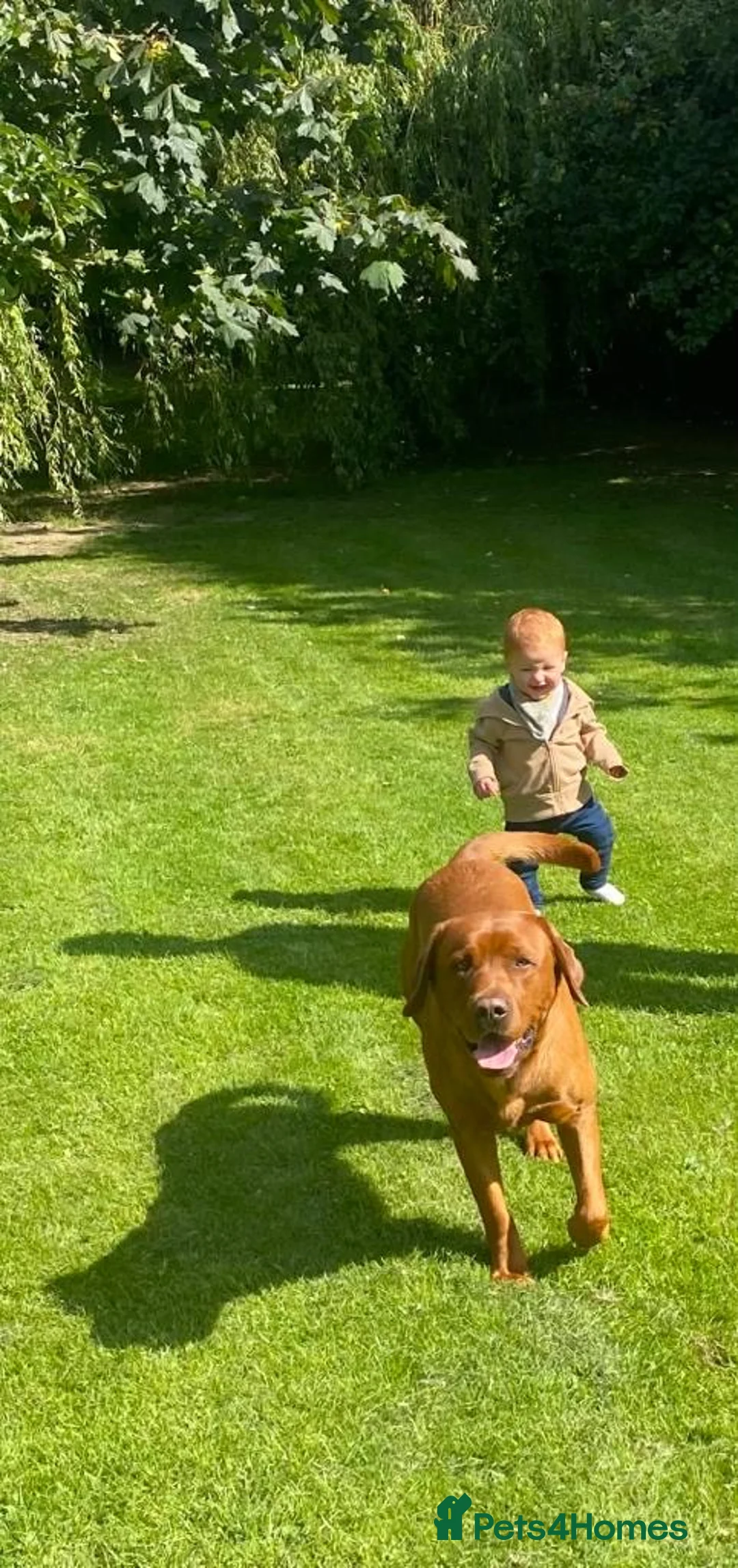 Labrador Retriever dogs for sale: Fox Red Labrador Pups For Sale - Advert 6