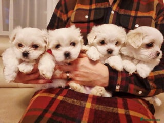 Maltese dogs for sale: Beautiful Maltese Puppies - Advert 1