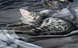Savannah cats for sale: Savannah Kittens - Image 21