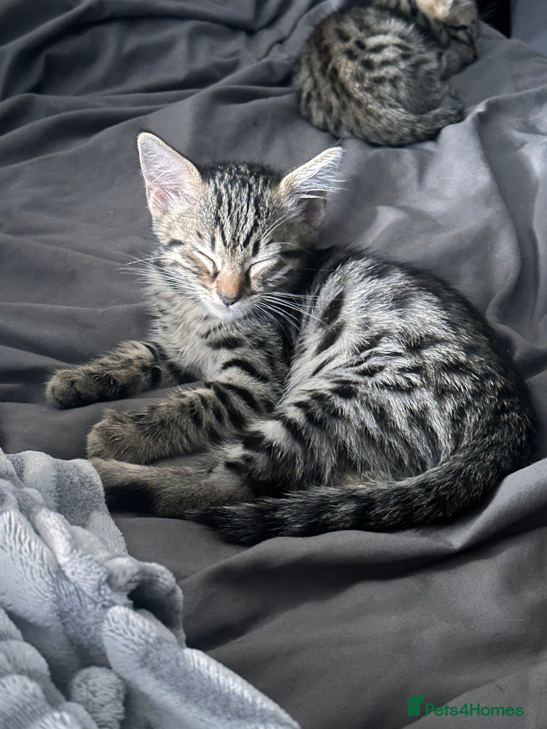Savannah cats for sale: Savannah Kittens - Image 21