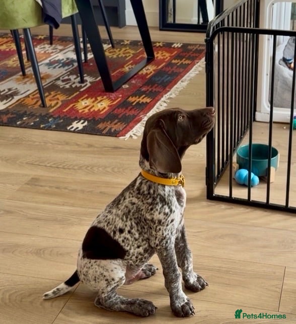 German Shorthaired Pointer dogs 12 Week Male GSP - Advert 1